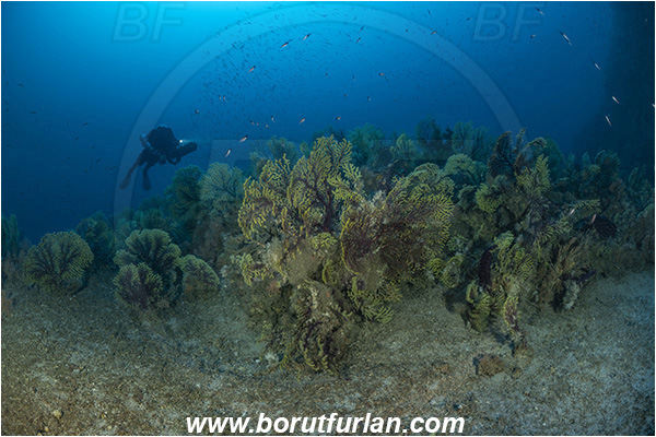 Island Susac, Croatia, Adriatic sea, Mediterranean sea, Paramuricea clavata, Paramuricea, Plexauridae, Mediterranean gorgonian, Sea fan, Coral, Cnidaria, Cnidarian, Reef, Diver, Technical diver, Rebreather, Underwater scooter