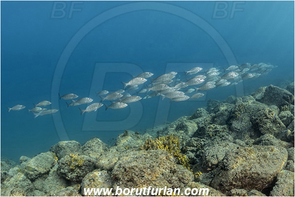 Fiesa, Slovenia, Adriatic sea, Mediterranean sea, Lithognathus mormyrus, Lithognathus, Sparidae, Sand steenbras, Bream, Fish, Fish school, Reef