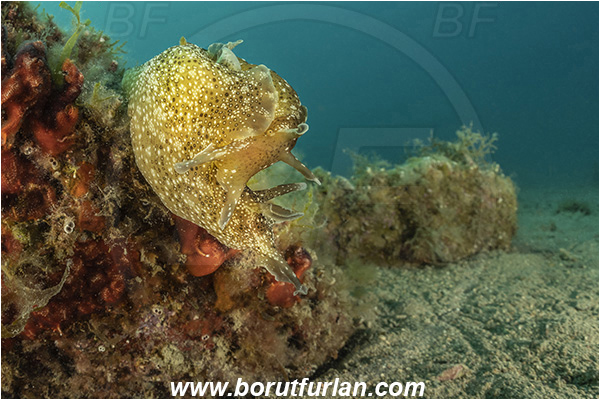 Fiesa, Slovenia, Adriatic sea, Mediterranean sea, Aplysia punctata, Aplysia, Aplysiidae, Spotted sea hare, Sea hare, Nudibranch, Sea slug, Gastropoda, Mollusca, Mating