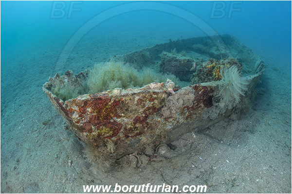Fiesa, Slovenia, Adriatic sea, Mediterranean sea, Worm, Sabella spallanzanii, Sabella, Sabellidae, Mediterranean fanworm, Polychaeta, Wreck, Boat