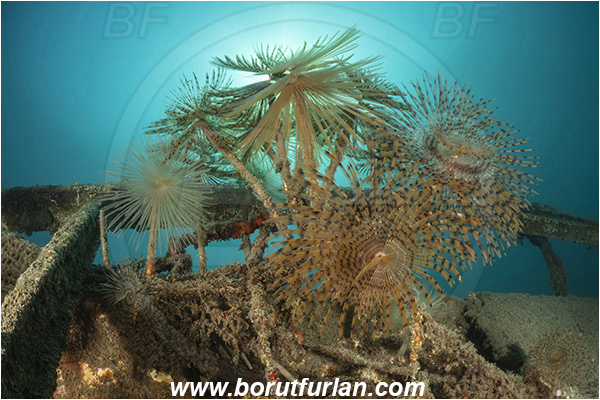 Fiesa, Slovenia, Adriatic sea, Mediterranean sea, Worm, Sabella spallanzanii, Sabella, Sabellidae, Mediterranean fanworm, Polychaeta, Wreck