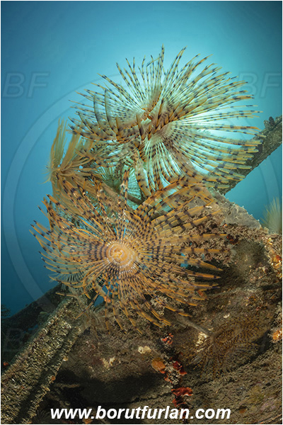 Fiesa, Slovenia, Adriatic sea, Mediterranean sea, Worm, Sabella spallanzanii, Sabella, Sabellidae, Mediterranean fanworm, Polychaeta, Wreck