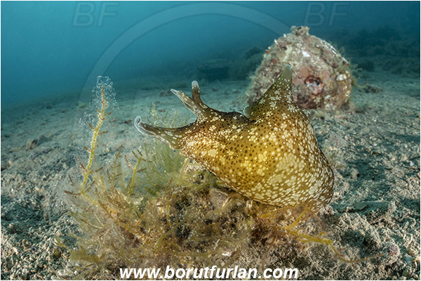Fiesa, Slovenia, Adriatic sea, Mediterranean sea, Aplysia punctata, Aplysia, Aplysiidae, Spotted sea hare, Sea hare, Nudibranch, Sea slug, Gastropoda, Mollusca