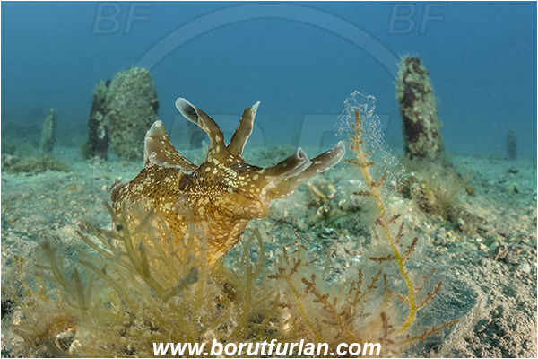 Fiesa, Slovenia, Adriatic sea, Mediterranean sea, Aplysia punctata, Aplysia, Aplysiidae, Spotted sea hare, Sea hare, Nudibranch, Sea slug, Gastropoda, Mollusca