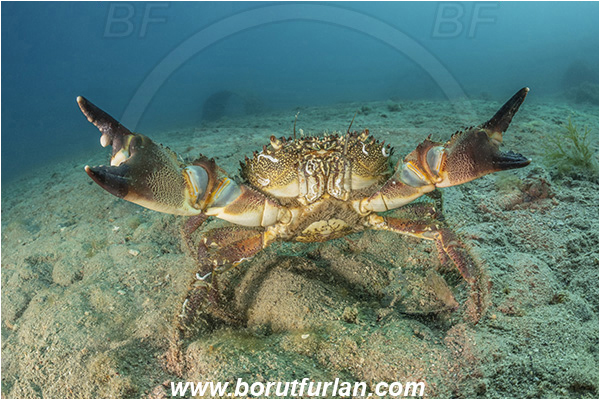 Fiesa, Slovenia, Adriatic sea, Mediterranean sea, Eriphia verrucosa, Eriphia, Eriphiidae, Decapoda, Crustacea, Crustacean, Convex warty crab, Yellow round crab, Crab, Sand