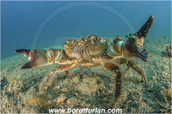 Fiesa, Slovenia, Adriatic sea, Mediterranean sea, Eriphia verrucosa, Eriphia, Eriphiidae, Decapoda, Crustacea, Crustacean, Convex warty crab, Yellow round crab, Crab, Sand