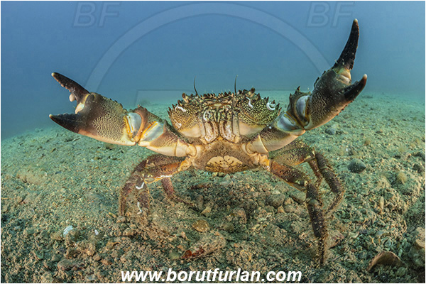 Fiesa, Slovenia, Adriatic sea, Mediterranean sea, Eriphia verrucosa, Eriphia, Eriphiidae, Decapoda, Crustacea, Crustacean, Convex warty crab, Yellow round crab, Crab, Sand