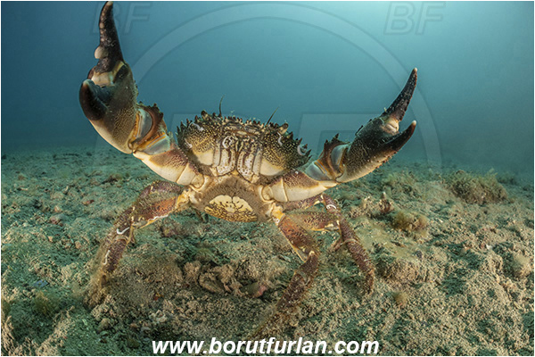 Fiesa, Slovenia, Adriatic sea, Mediterranean sea, Eriphia verrucosa, Eriphia, Eriphiidae, Decapoda, Crustacea, Crustacean, Convex warty crab, Yellow round crab, Crab, Sand