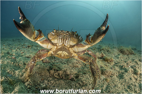 Fiesa, Slovenia, Adriatic sea, Mediterranean sea, Eriphia verrucosa, Eriphia, Eriphiidae, Decapoda, Crustacea, Crustacean, Convex warty crab, Yellow round crab, Crab, Sand