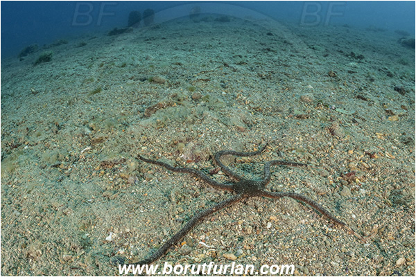 Fiesa, Slovenia, Adriatic sea, Mediterranean sea, Ophioderma longicaudum, Ophioderma, Ophiodermatidae, Smooth brittle-star, Brittlestar, Ophiuroidea, Echinodermata, Echinoderm, Sand
