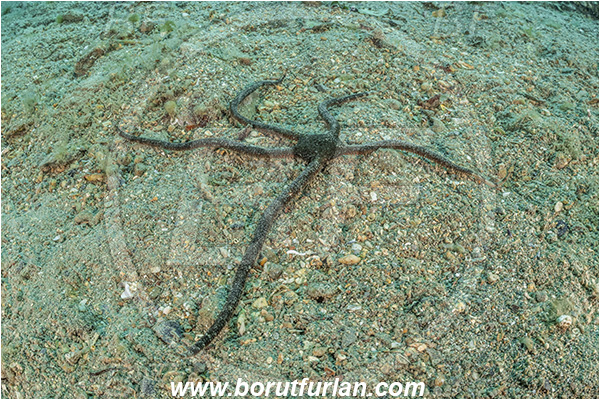 Fiesa, Slovenia, Adriatic sea, Mediterranean sea, Ophioderma longicaudum, Ophioderma, Ophiodermatidae, Smooth brittle-star, Brittlestar, Ophiuroidea, Echinodermata, Echinoderm, Sand