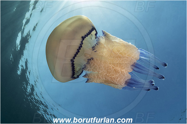 Fiesa, Slovenia, Adriatic sea, Mediterranean sea, Rhizostoma pulmo, Rhizostoma, Rhizostomatidae, Scyphozoa, Cnidaria, Cnidarian, Barrel jellyfish, Jellyfish