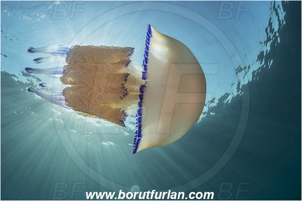 Fiesa, Slovenia, Adriatic sea, Mediterranean sea, Rhizostoma pulmo, Rhizostoma, Rhizostomatidae, Scyphozoa, Cnidaria, Cnidarian, Barrel jellyfish, Jellyfish