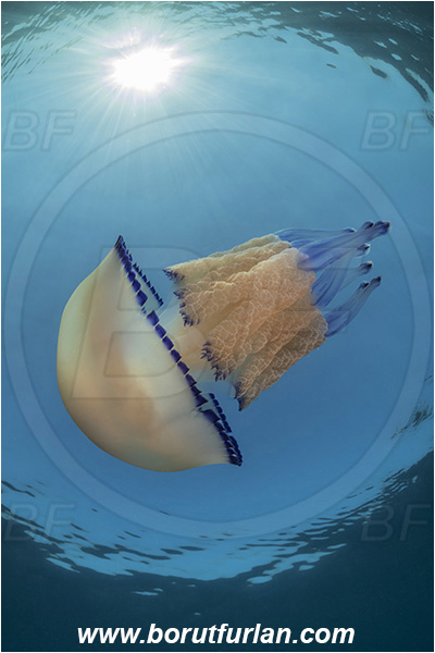 Fiesa, Slovenia, Adriatic sea, Mediterranean sea, Rhizostoma pulmo, Rhizostoma, Rhizostomatidae, Scyphozoa, Cnidaria, Cnidarian, Barrel jellyfish, Jellyfish