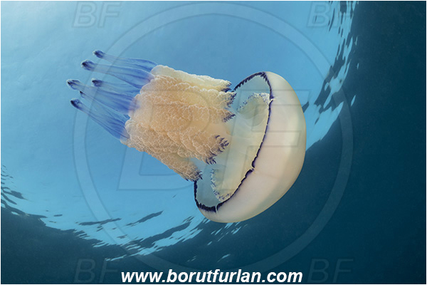Fiesa, Slovenia, Adriatic sea, Mediterranean sea, Rhizostoma pulmo, Rhizostoma, Rhizostomatidae, Scyphozoa, Cnidaria, Cnidarian, Barrel jellyfish, Jellyfish