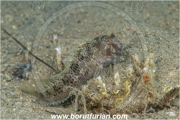 Piran, Slovenia, Adriatic sea, Mediterranean sea, Parablennius incognitus, Parablennius, Blenniidae, Mystery blenny, Blenny, Fish