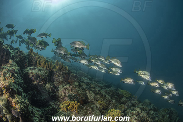 Piran, Slovenia, Adriatic sea, Mediterranean sea, Sciaena umbra, Sciaena, Sciaenidae, Brown meagre, Corb meager, Fish, Fish school, Reef
