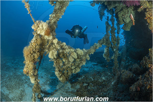 Island Vis, Croatia, Adriatic sea, Mediterranean sea, Salmacina sp., Salmacina, Serpulidae, Colony of tangled tube worm, Worm, Polychaeta, Discarded fishing net, Fishing net, Reef, Wall, Diver, Technical diver, Rebreather, Underwater scooter
