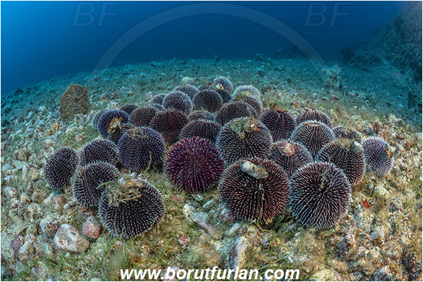 Island Svetac, Croatia, Adriatic sea, Mediterranean sea, Sphaerechinus granularis, Sphaerechinus, Toxopneustidae, Purple Sea Urchin, Sea Urchin, Echinoidea, Echinodermata, Echinoderm, Group, Mating