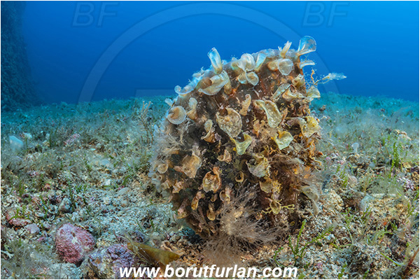 Island Svetac, Croatia, Adriatic sea, Mediterranean sea, Pinna rudis, Pinna, Pinnidae, Bivalvia, Mollusca, Mollusc, Spiny fan-mussel, Rough pen shell, Shell
