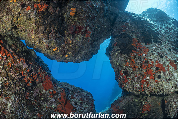 Island Svetac, Croatia, Adriatic sea, Mediterranean sea, Reef, Rocks, Window, Red sponge