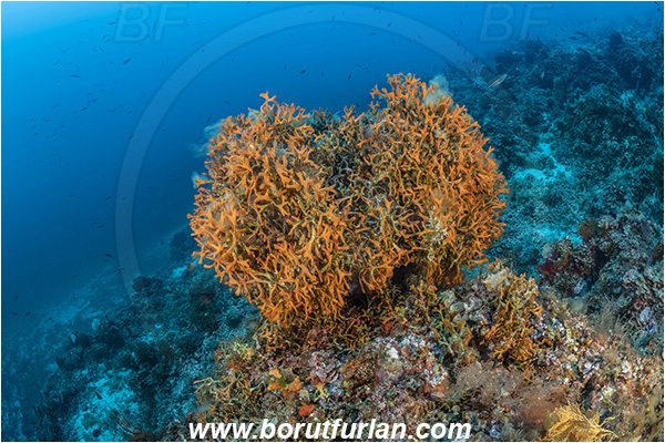 Island Brusnik, Croatia, Adriatic sea, Mediterranean sea, Pentapora fascialis, Pentapora, Bitectiporidae, Bryozoa, Bryozoan, Reef