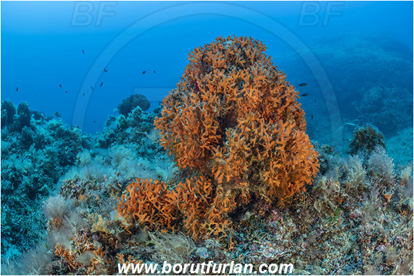 Island Brusnik, Croatia, Adriatic sea, Mediterranean sea, Pentapora fascialis, Pentapora, Bitectiporidae, Bryozoa, Bryozoan, Reef