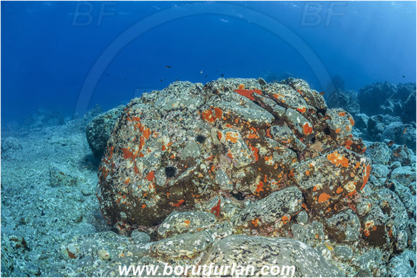 Island Brusnik, Croatia, Adriatic sea, Mediterranean sea, Reef, Rocks