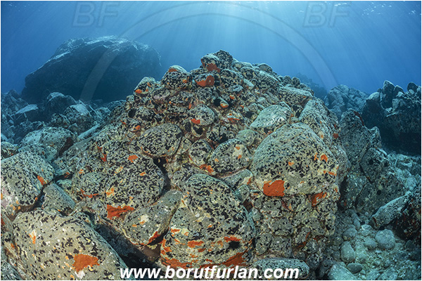 Island Brusnik, Croatia, Adriatic sea, Mediterranean sea, Reef, Rocks