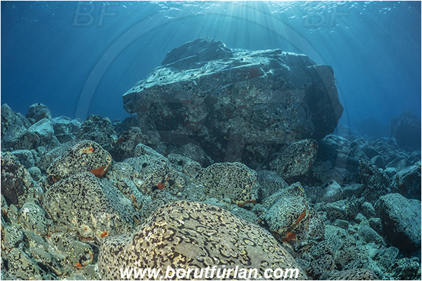 Island Brusnik, Croatia, Adriatic sea, Mediterranean sea, Reef, Rocks