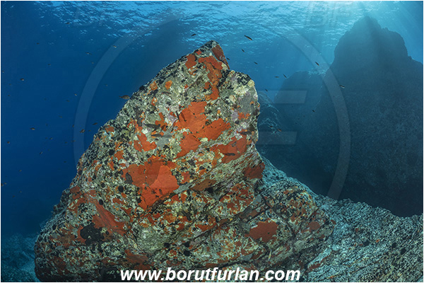 Island Brusnik, Croatia, Adriatic sea, Mediterranean sea, Reef, Rock, Red sponge