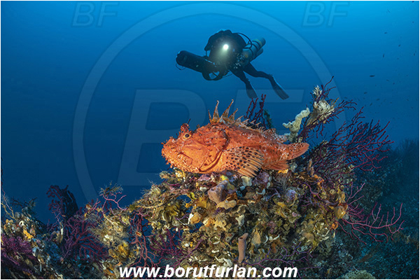 Island Brusnik, Croatia, Adriatic sea, Mediterranean sea, Wreck, Michael N. Maris, Scorpaena scrofa, Scorpaena, Scorpaenidae, Great red scorpionfish, Scorpionfish, Fish, Diver, Technical diver, Underwater scooter