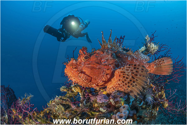 Island Brusnik, Croatia, Adriatic sea, Mediterranean sea, Wreck, Michael N. Maris, Scorpaena scrofa, Scorpaena, Scorpaenidae, Great red scorpionfish, Scorpionfish, Fish, Diver, Technical diver, Underwater scooter
