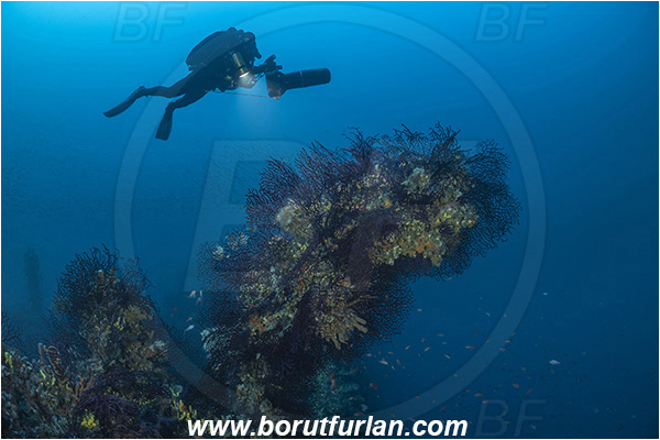 Island Brusnik, Croatia, Adriatic sea, Mediterranean sea, Wreck, Michael N. Maris, Paramuricea clavata, Paramuricea, Plexauridae, Mediterranean gorgonian, Sea fan, Coral, Cnidaria, Cnidarian, Diver, Technical diver, Underwater scooter