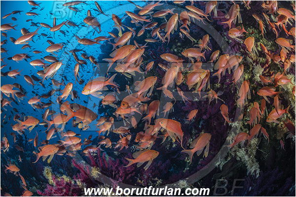 Island Svetac, Croatia, Adriatic sea, Mediterranean sea, Anthias anthias, Anthias, Serranidae, Swallowtail seaperch, Seaperch, Fish, Fish school, Reef
