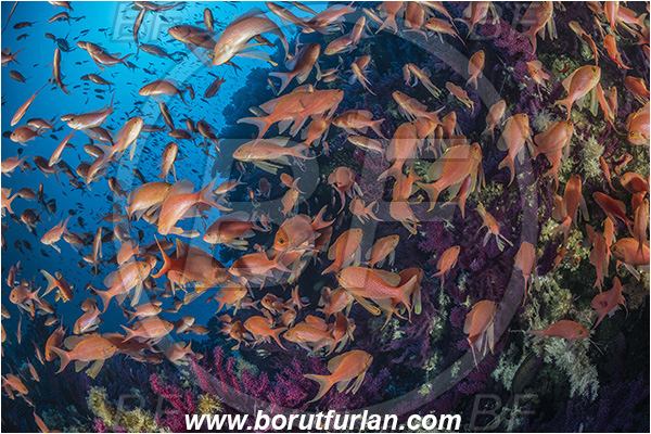 Island Svetac, Croatia, Adriatic sea, Mediterranean sea, Anthias anthias, Anthias, Serranidae, Swallowtail seaperch, Seaperch, Fish, Fish school, Reef