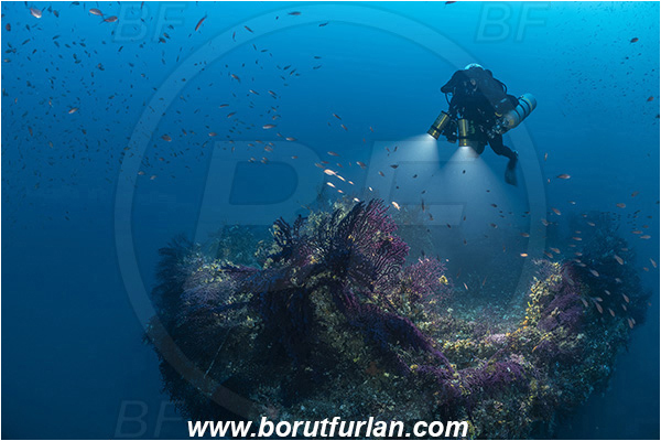 Island Brusnik, Croatia, Adriatic sea, Mediterranean sea, Wreck, Michael N. Maris, Paramuricea clavata, Paramuricea, Plexauridae, Mediterranean gorgonian, Sea fan, Coral, Cnidaria, Cnidarian, Diver, Technical diver, Fish school