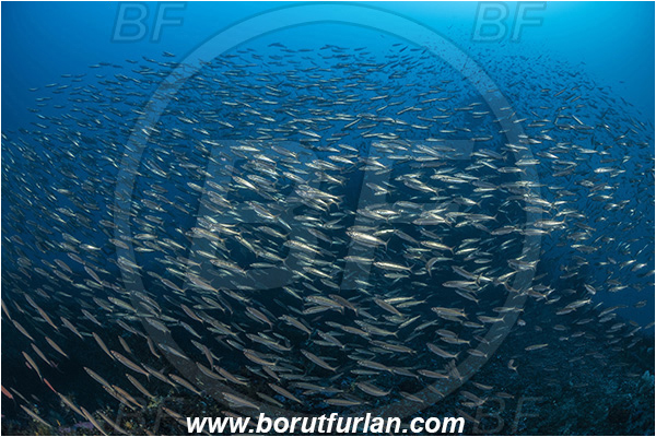 Island Brusnik, Croatia, Adriatic sea, Mediterranean sea, Wreck, Michael N. Maris, Boops boops, Boops, Sparidae, Bogue, Seabream, Fish, Fish school