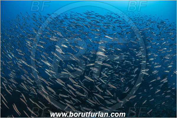 Island Brusnik, Croatia, Adriatic sea, Mediterranean sea, Wreck, Michael N. Maris, Boops boops, Boops, Sparidae, Bogue, Seabream, Fish, Fish school