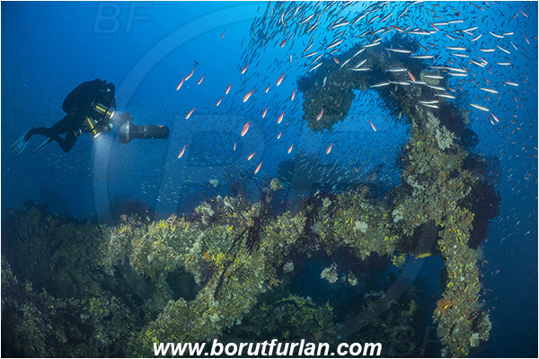 Island Brusnik, Croatia, Adriatic sea, Mediterranean sea, Wreck, Michael N. Maris, Diver, Technical diver, Underwater scooter, Fish school
