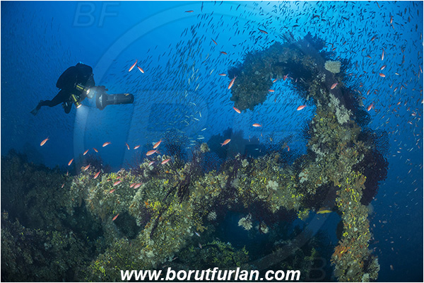 Island Brusnik, Croatia, Adriatic sea, Mediterranean sea, Wreck, Michael N. Maris, Diver, Technical diver, Underwater scooter, Fish school
