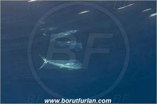 Island Brusnik, Croatia, Adriatic sea, Mediterranean sea, Coryphaena hippurus, Coryphaena, Coryphaenidae, Fish, Common dolphinfish, Dolphinfish