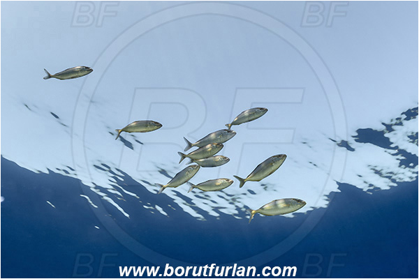 Island Brusnik, Croatia, Adriatic sea, Mediterranean sea, Seriola dumerili, Seriola, Carangidae, Greater Amberjack, Amberjack, Jack, Fish, Juvenile, Fish school