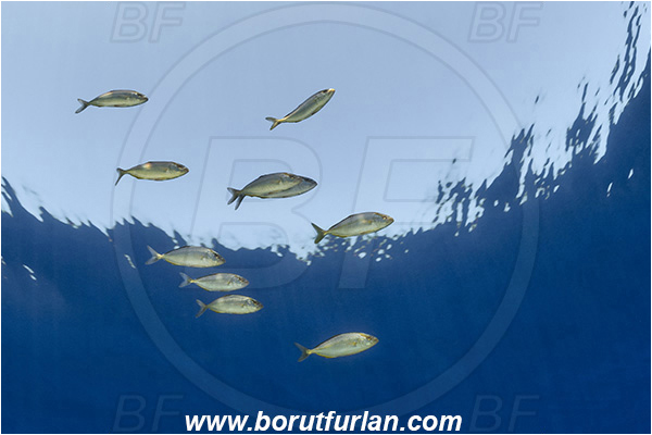 Island Brusnik, Croatia, Adriatic sea, Mediterranean sea, Seriola dumerili, Seriola, Carangidae, Greater Amberjack, Amberjack, Jack, Fish, Juvenile, Fish school