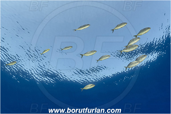 Island Brusnik, Croatia, Adriatic sea, Mediterranean sea, Seriola dumerili, Seriola, Carangidae, Greater Amberjack, Amberjack, Jack, Fish, Juvenile, Fish school