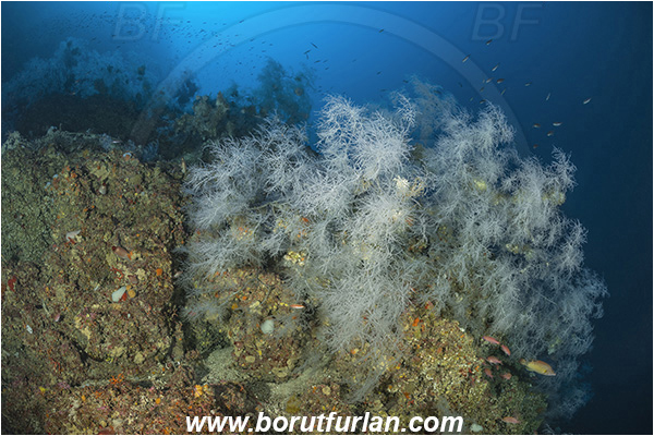 Island Svetac, Croatia, Adriatic sea, Mediterranean sea, Antipathella subpinnata, Antipathella, Myriopathidae, Mediterranean black coral, Black coral, Coral, Anthozoa, Cnidaria, Cnidarian, Reef