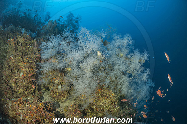 Island Svetac, Croatia, Adriatic sea, Mediterranean sea, Antipathella subpinnata, Antipathella, Myriopathidae, Mediterranean black coral, Black coral, Coral, Anthozoa, Cnidaria, Cnidarian, Reef