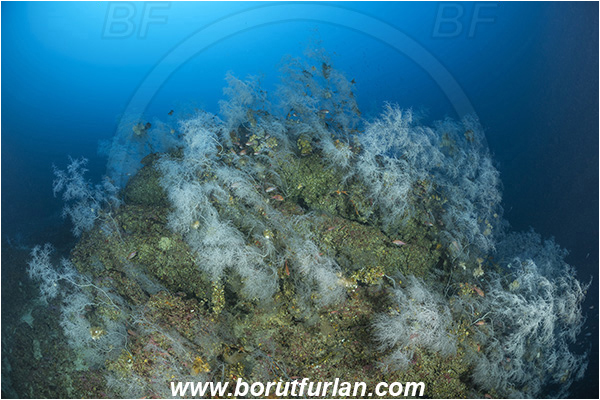 Island Svetac, Croatia, Adriatic sea, Mediterranean sea, Antipathella subpinnata, Antipathella, Myriopathidae, Mediterranean black coral, Black coral, Coral, Anthozoa, Cnidaria, Cnidarian, Reef
