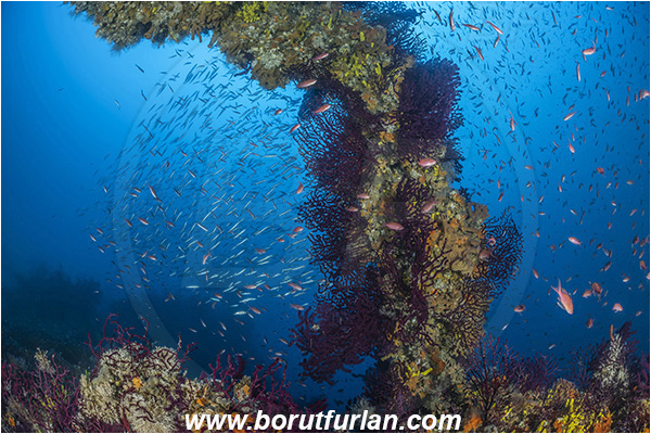 Island Brusnik, Croatia, Adriatic sea, Mediterranean sea, Wreck, Michael N. Maris, Paramuricea clavata, Paramuricea, Plexauridae, Mediterranean gorgonian, Sea fan, Coral, Cnidaria, Cnidarian, Fish school