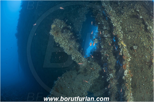 Island Brusnik, Croatia, Adriatic sea, Mediterranean sea, Wreck, Michael N. Maris, Propeller